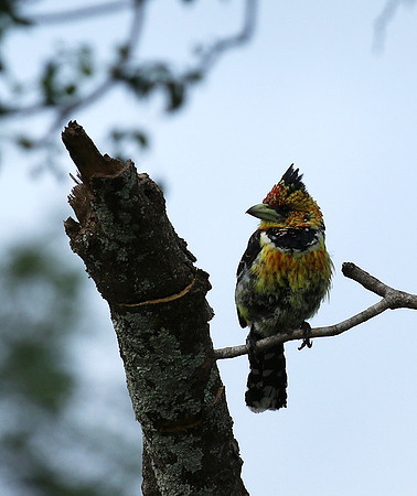 Crested barbet at Lion Sands