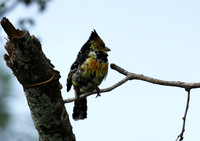 Crested barbet at Lion Sands