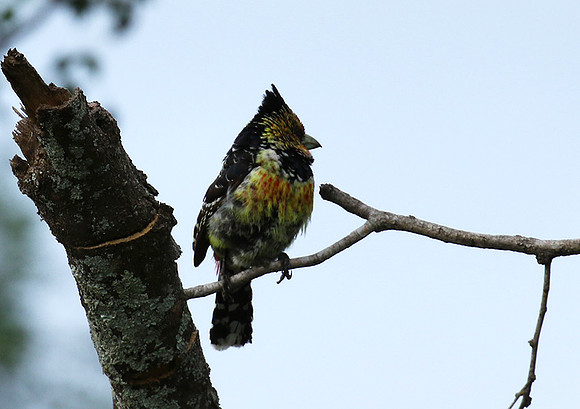 Crested barbet at Lion Sands
