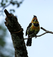 Crested barbet at Lion Sands