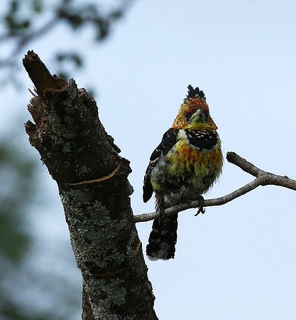 Crested barbet at Lion Sands