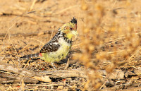 Crested barbet - at Singita Lebombo