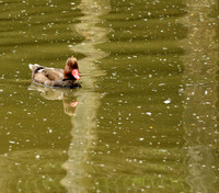 Red-crested pochard - (nette rousse) - Parc animalier de Ste Croix