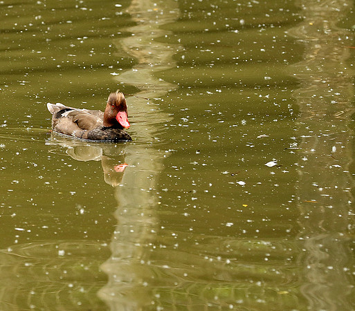 Red-crested pochard - (nette rousse) - Parc animalier de Ste Croix