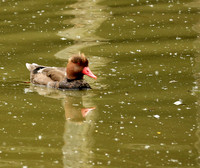 Red-crested pochard - (nette rousse) - Parc animalier de Ste Croix