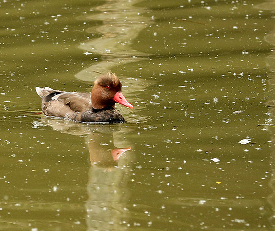 Red-crested pochard - (nette rousse) - Parc animalier de Ste Croix