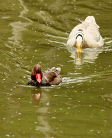 Ducks