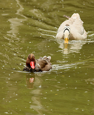 Red-crested pochard - (nette rousse) - Parc animalier de Ste Croix