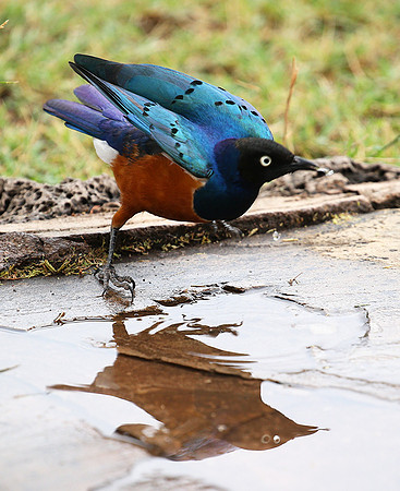 Superb starling - Amboseli National park