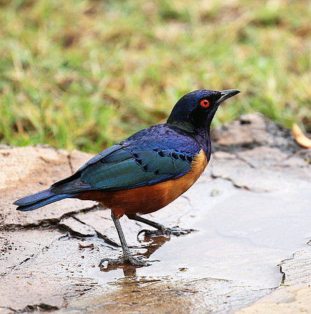 Hildebrandt's starling - Amboseli National Park