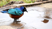 Superb starling - Amboseli National park