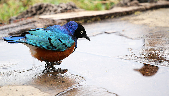 Superb starling - Amboseli National park