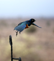 Superb starling - Amboseli National park