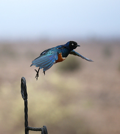 Superb starling - Amboseli National park