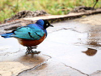Superb starling - Amboseli National park