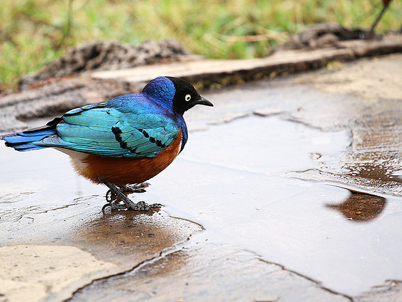 Superb starling - Amboseli National park