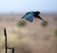 Superb starling - Amboseli National park
