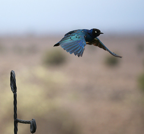 Superb starling - Amboseli National park