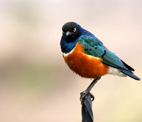 Superb starling - Amboseli National park
