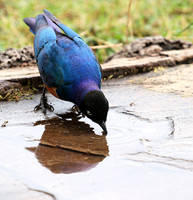 Superb starling - Amboseli National park