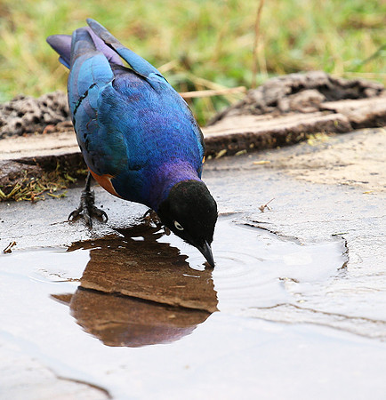 Superb starling - Amboseli National park