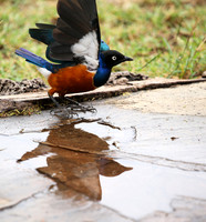 Superb starling - Amboseli National park