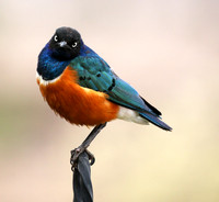 Superb starling - Amboseli National park