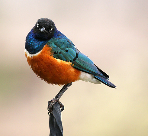 Superb starling - Amboseli National park