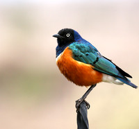 Superb starling - Amboseli National park
