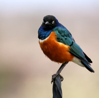 Superb starling - Amboseli National park