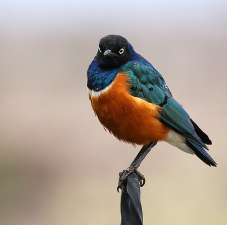 Superb starling - Amboseli National park
