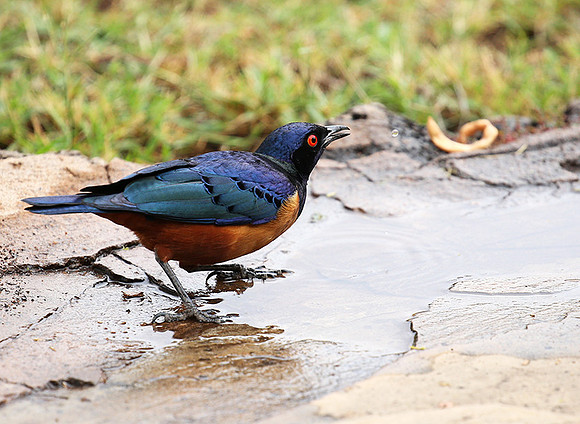 Hildebrandt's starling - Amboseli National Park