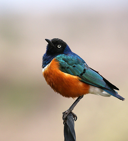 Superb starling - Amboseli National park