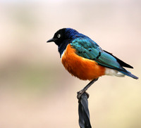 Superb starling - Amboseli National park