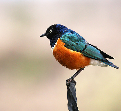 Superb starling - Amboseli National park