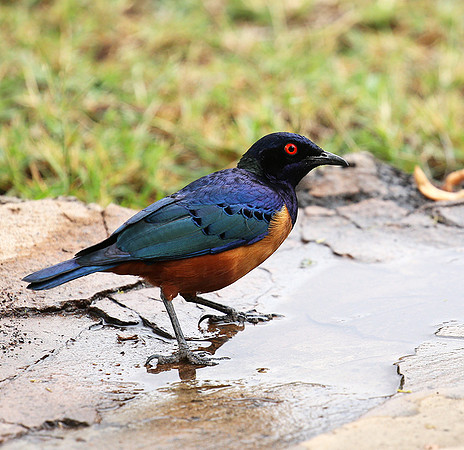 Hildebrandt's starling - Amboseli National Park