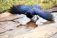 Hildebrandt's starling - Amboseli National Park