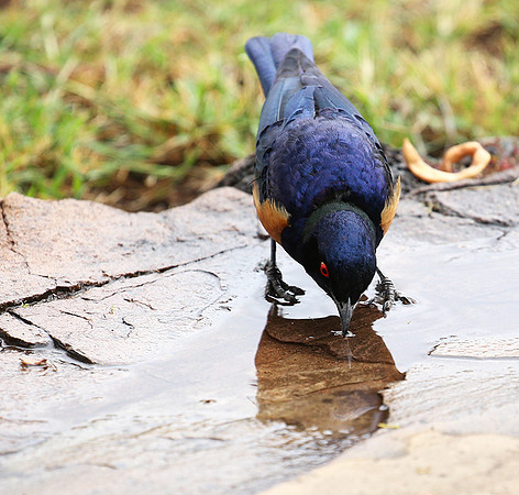 Hildebrandt's starling - Amboseli National Park