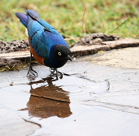 Superb starling - Amboseli National park