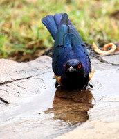 Hildebrandt's starling - Amboseli National Park