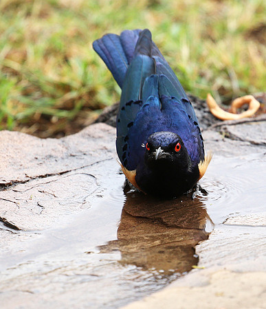 Hildebrandt's starling - Amboseli National Park