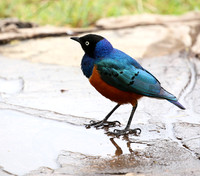 Superb starling - Amboseli National park
