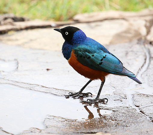 Superb starling - Amboseli National park