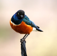 Superb starling - Amboseli National park