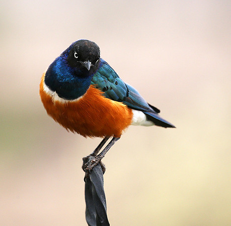 Superb starling - Amboseli National park