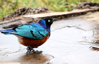 Superb starling - Amboseli National park
