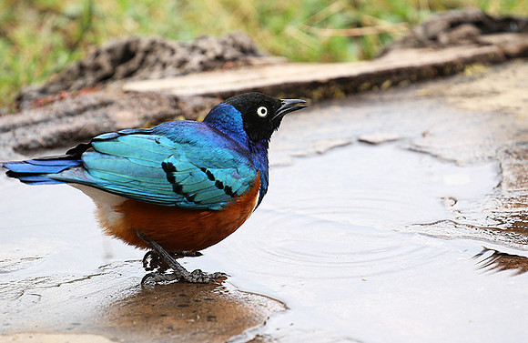 Superb starling - Amboseli National park