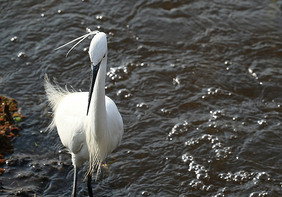 At Amboseli national park