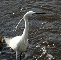 At Amboseli national park