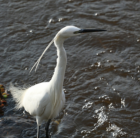 At Amboseli national park